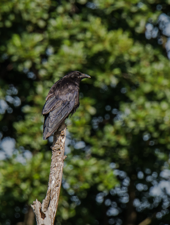 Corbeau.jpg