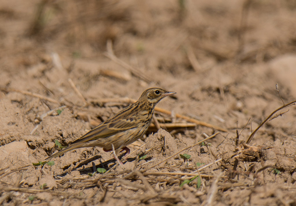 Pipit des arbres-2.jpg