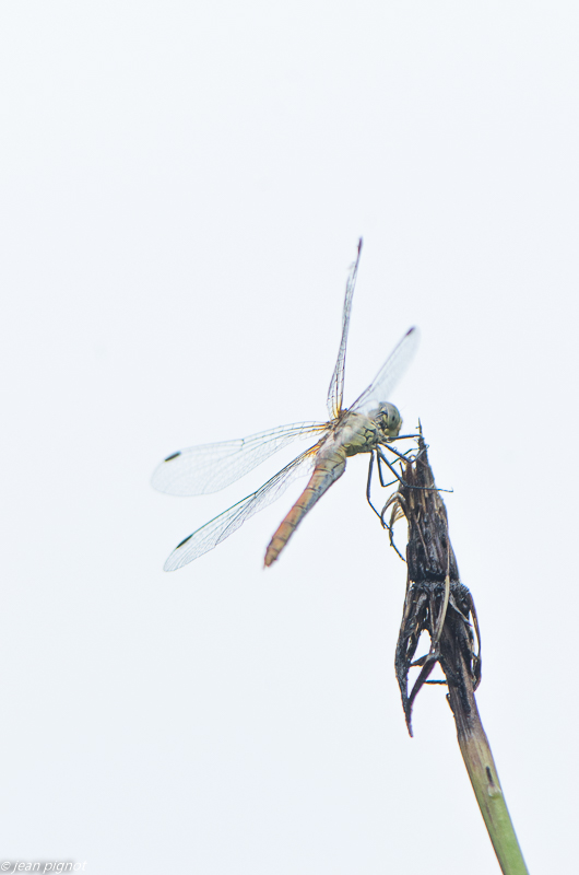 sympetrum en high key 08 2019.jpg
