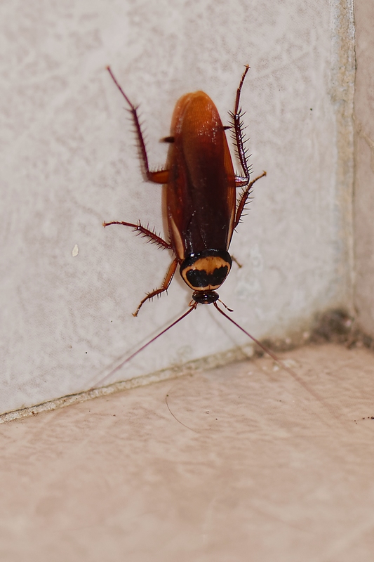 DSC_1804_DxO.JPG