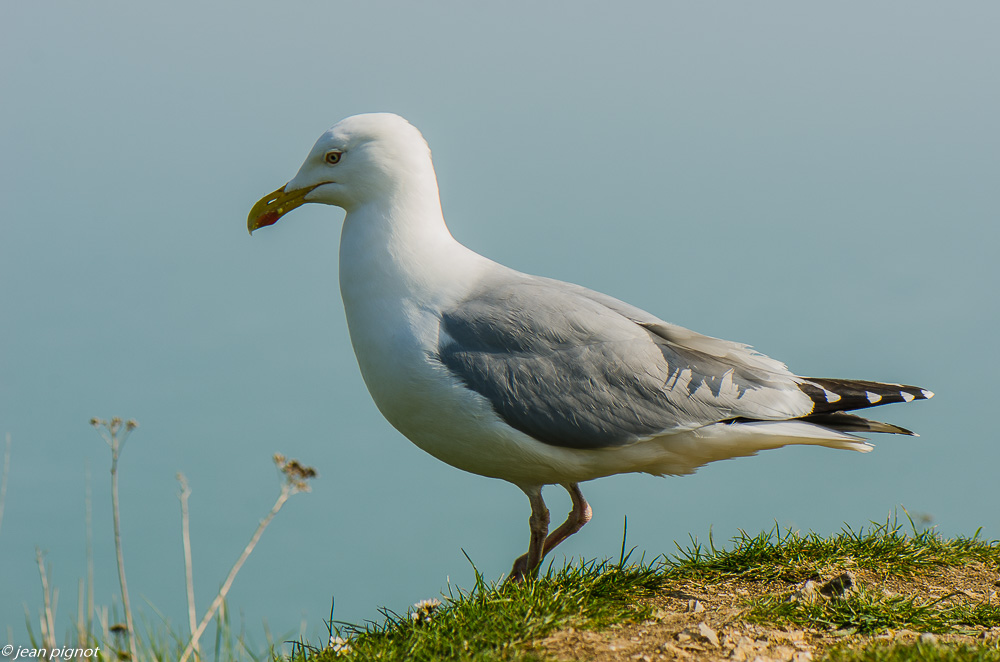 etretat 08 2019-6.jpg