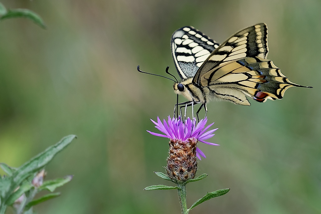 DSC_3126_DxO.jpg