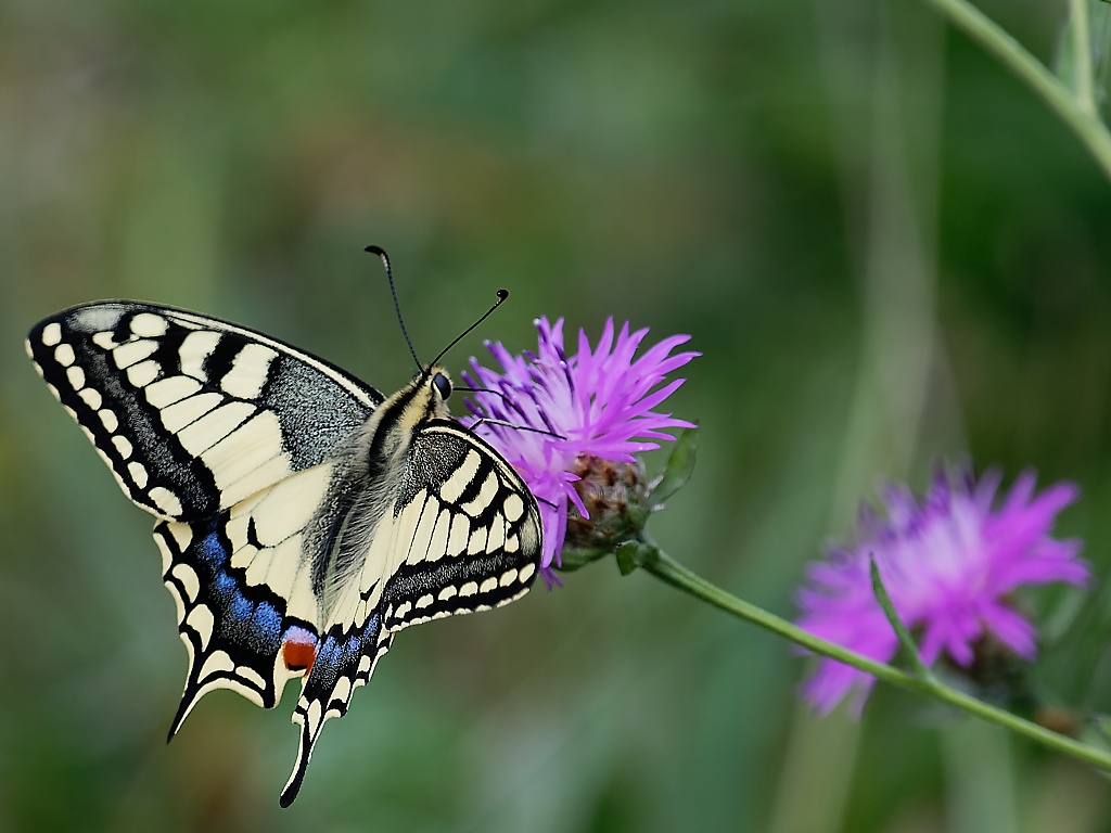 DSC_3128_DxO.jpg