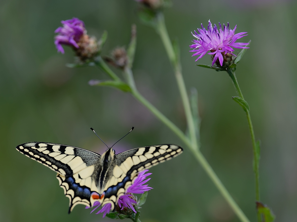 DSC_3129_DxO.jpg
