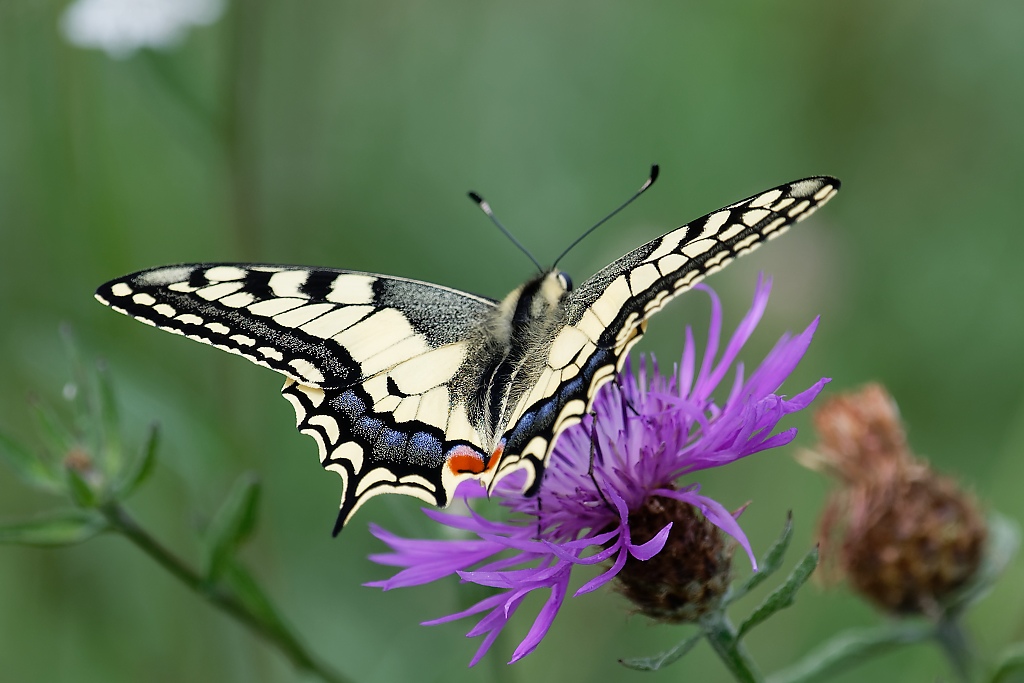DSC_3131_DxO.jpg