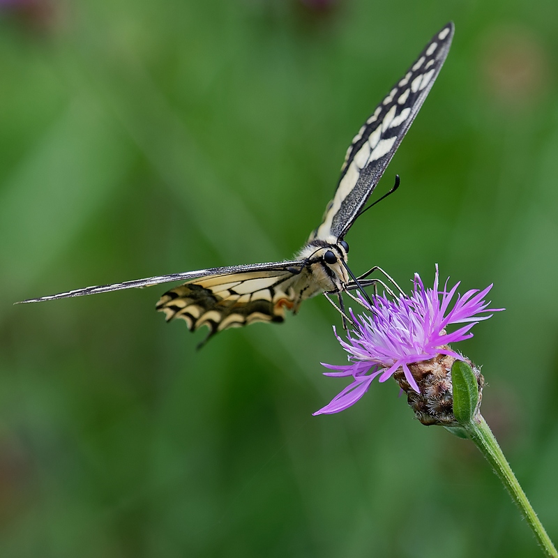 DSC_3134_DxO.jpg
