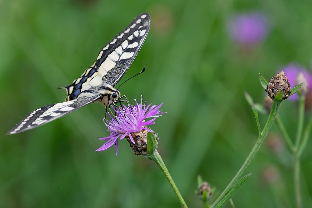 DSC_3136_DxO.jpg
