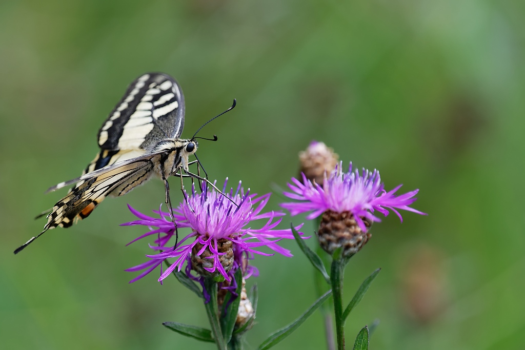 DSC_3137_DxO.jpg