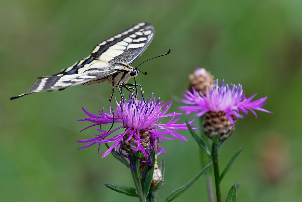 DSC_3138_DxO.jpg