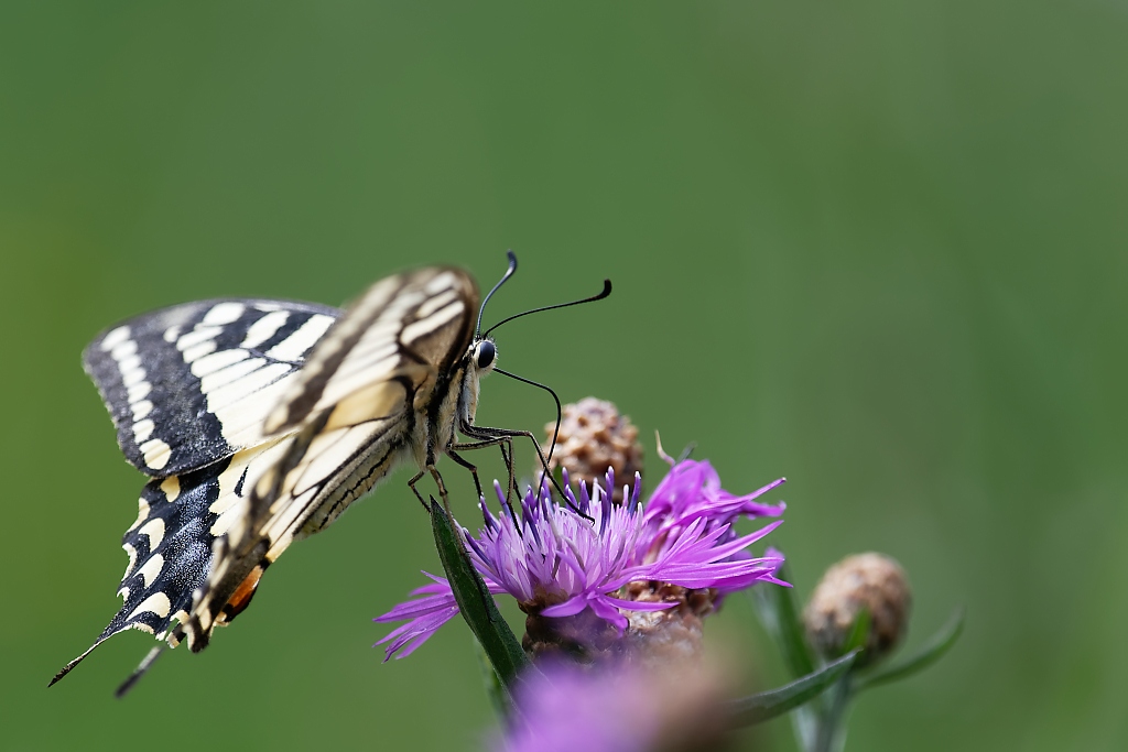 DSC_3143_DxO.jpg