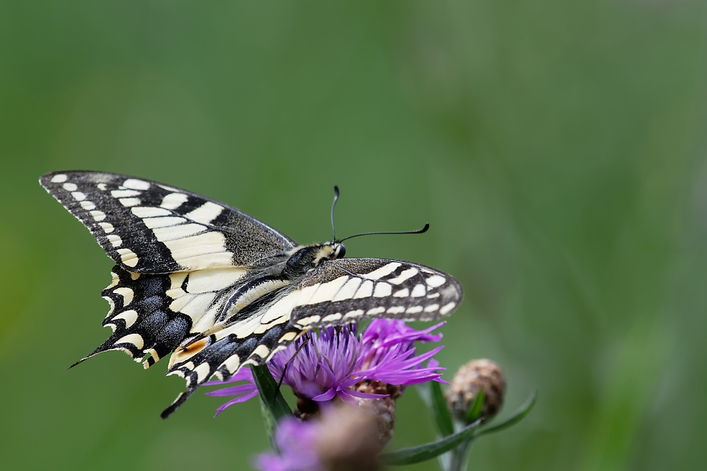 DSC_3146_DxO.jpg
