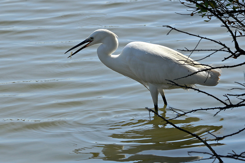 IMG_9751 copie.jpg