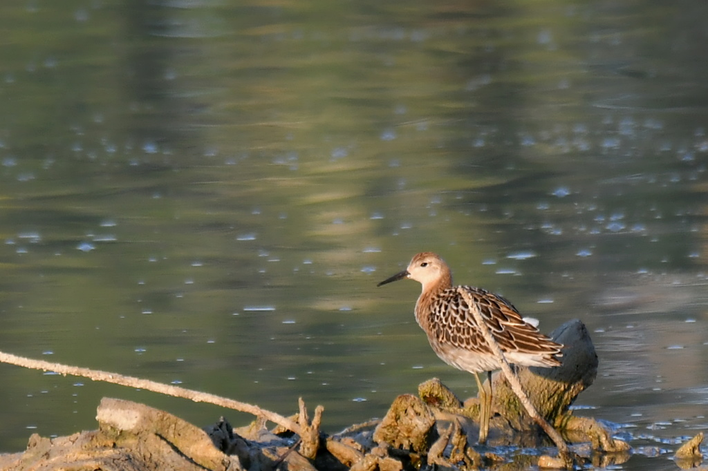 DSC_3406.JPG