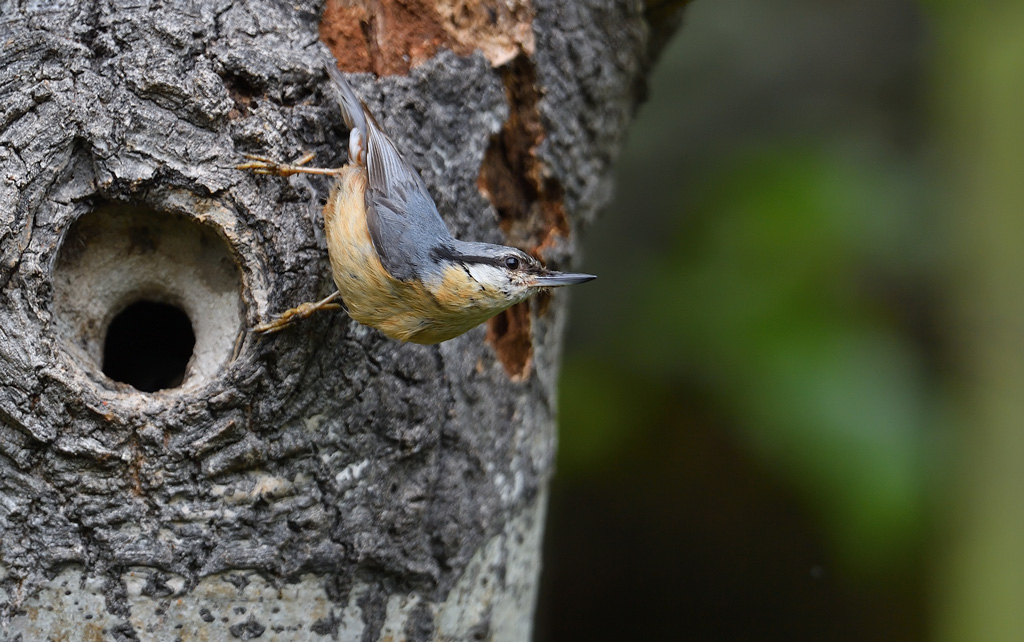 DS5_2044.jpg