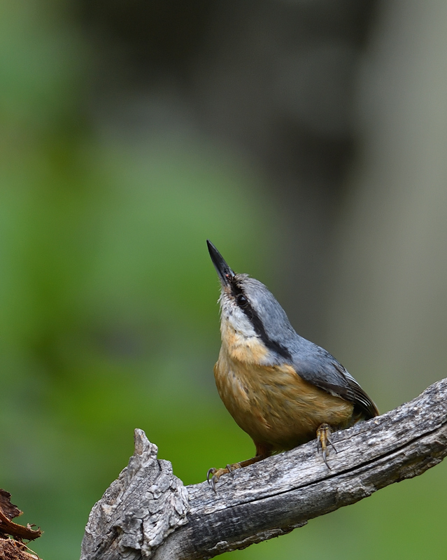 DS5_2050.jpg