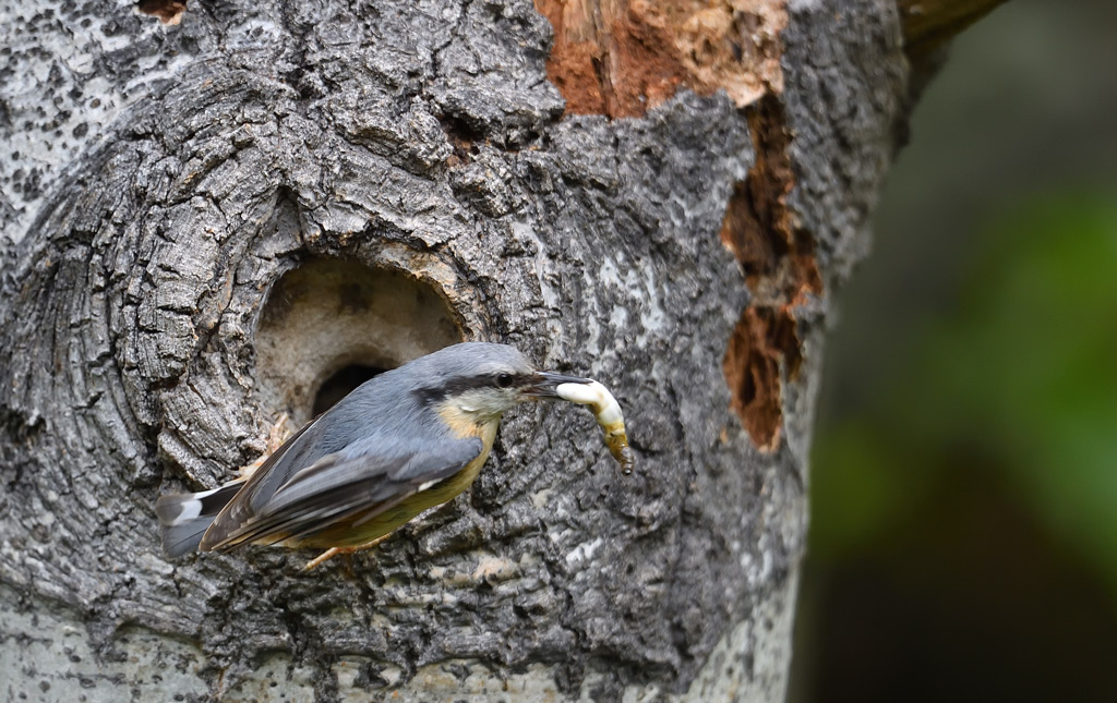 DS5_2111.jpg