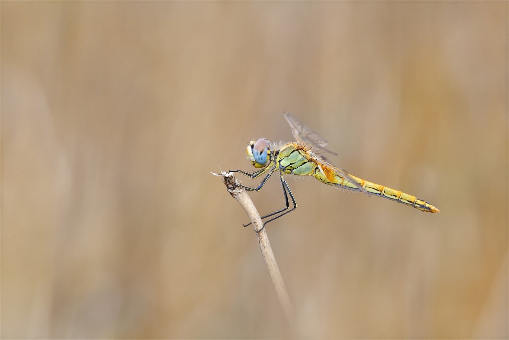 DSC_3266.jpg