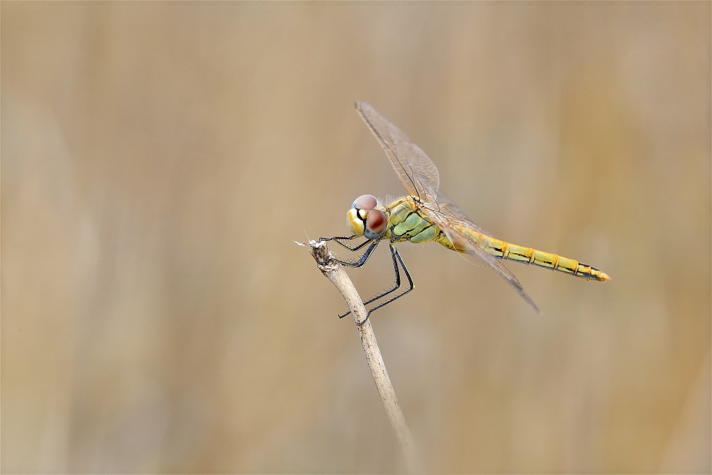 DSC_3267.jpg