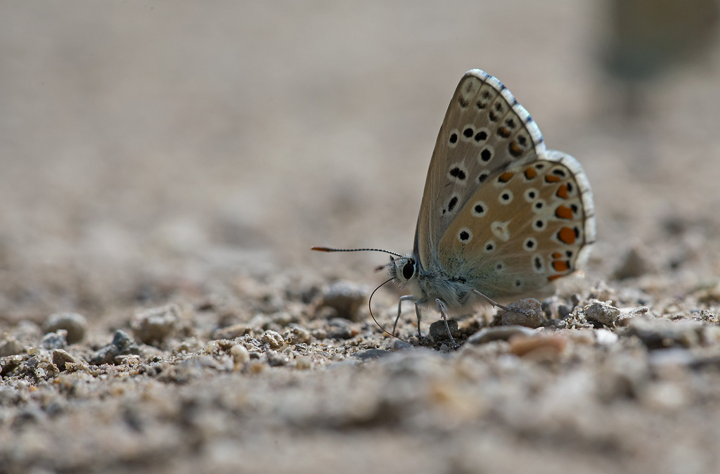 _MGL9505-A.bleu-céleste.jpg