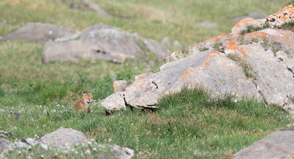 Marmotte_157.jpg