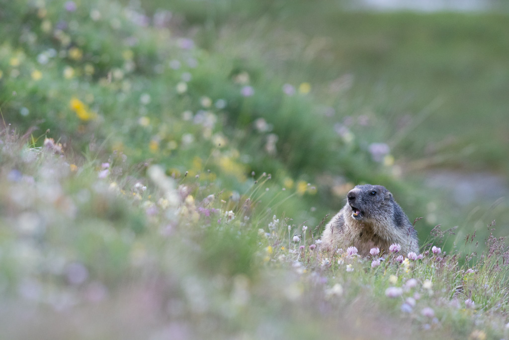 Marmotte_159.jpg