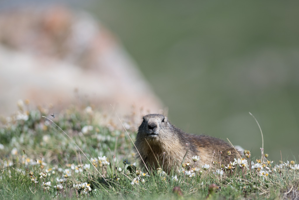 Marmotte_161.jpg