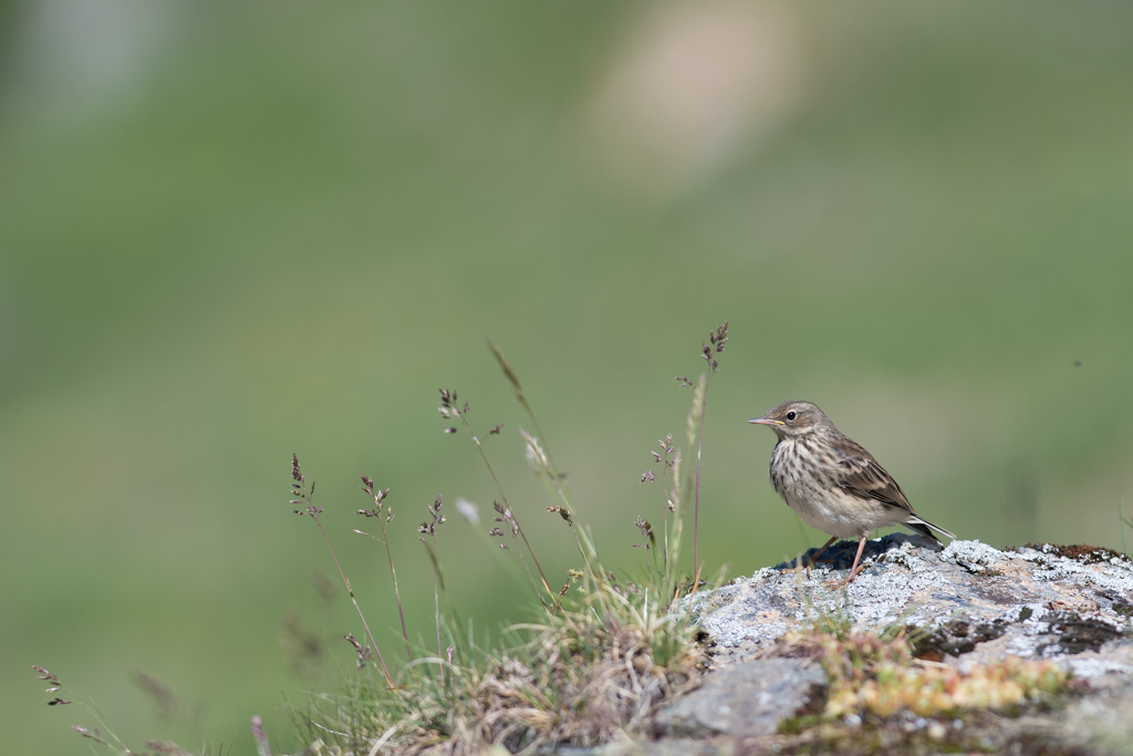 Marmotte_163.jpg