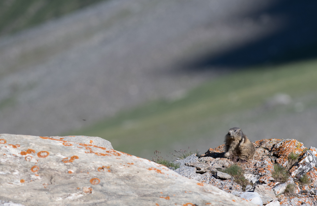 Marmotte_166.jpg