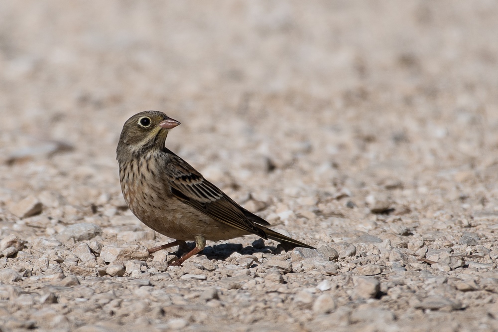 D85_3046-1in.jpg