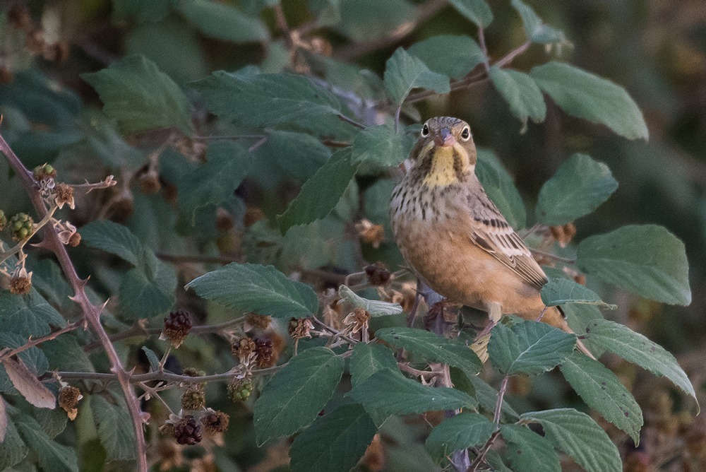 D85_3056-1in.jpg