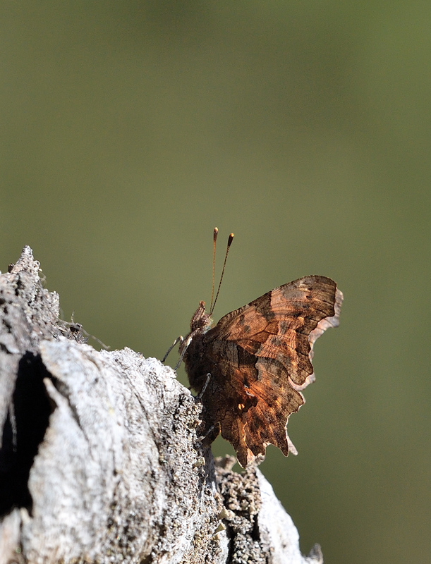DS5_0287.jpg