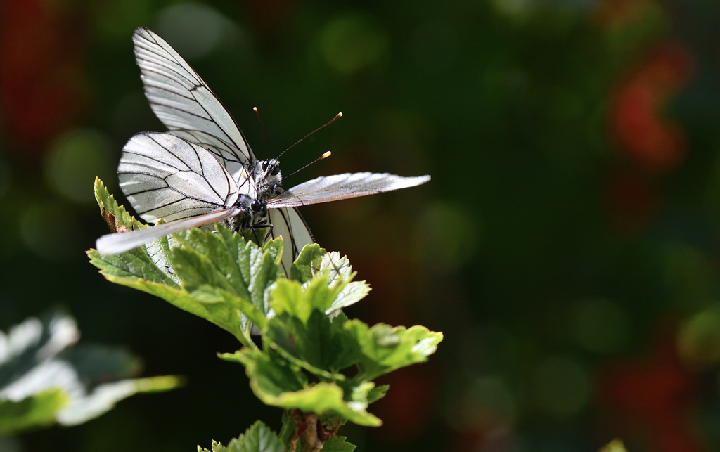 DS5_9035.jpg