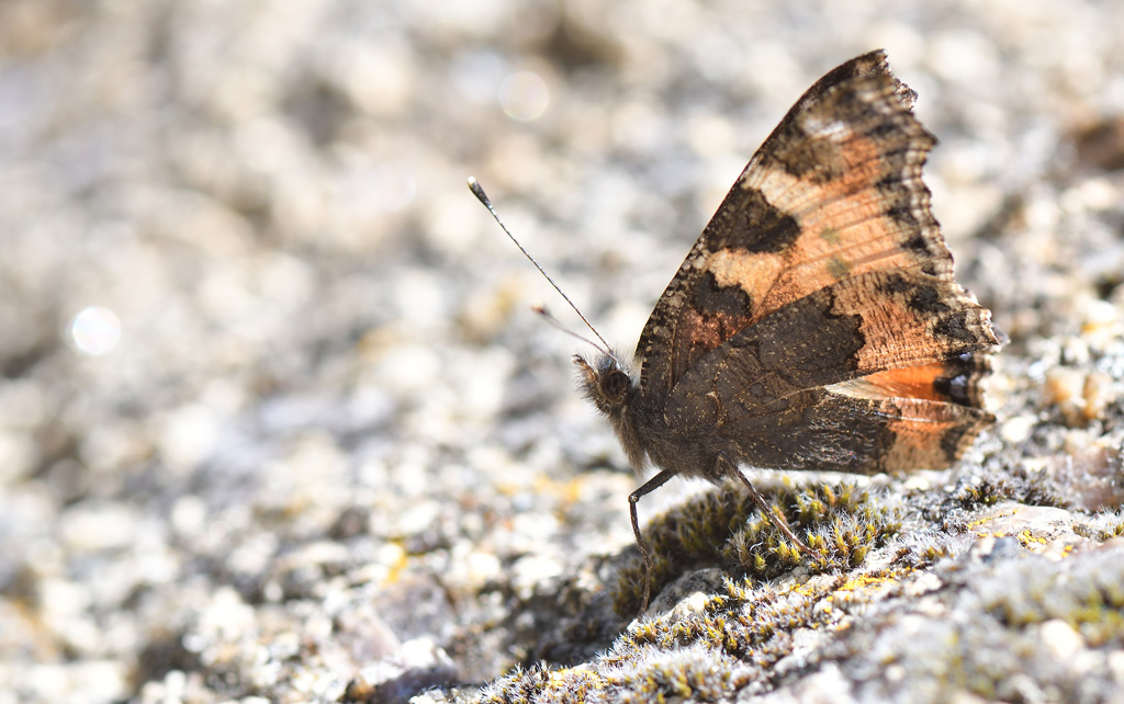 DSC_3186.jpg