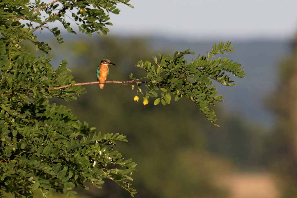 IMG_2427_DxO_redimensionner.jpg