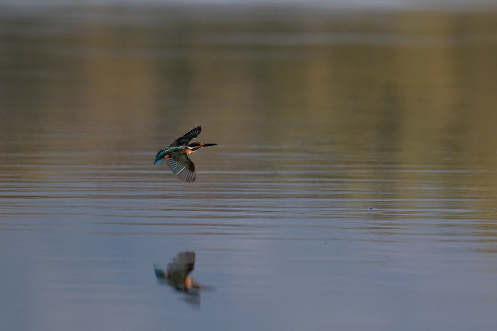 IMG_1449_DxO_redimensionner.jpg
