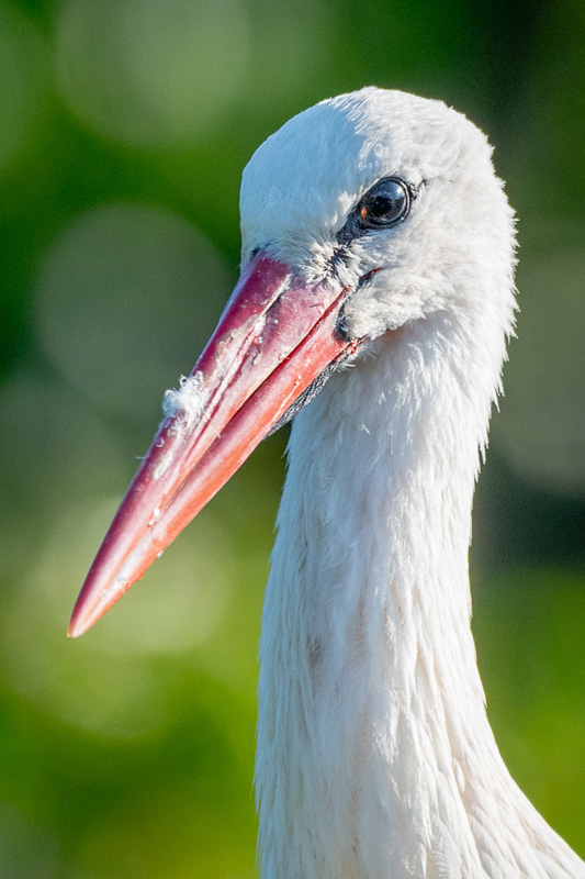 cigogne-10.jpg