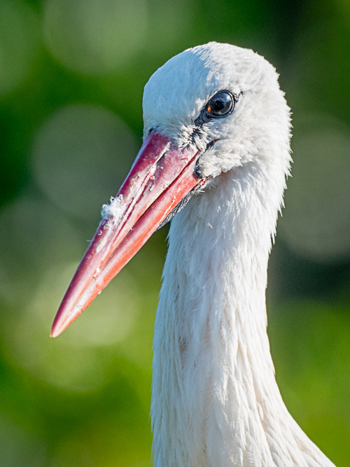 cigogne 4-3.jpg
