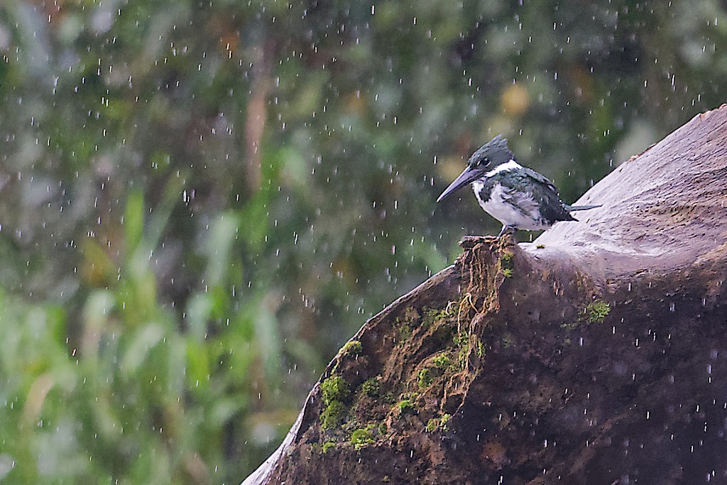 DSC_5594_DxO.JPG