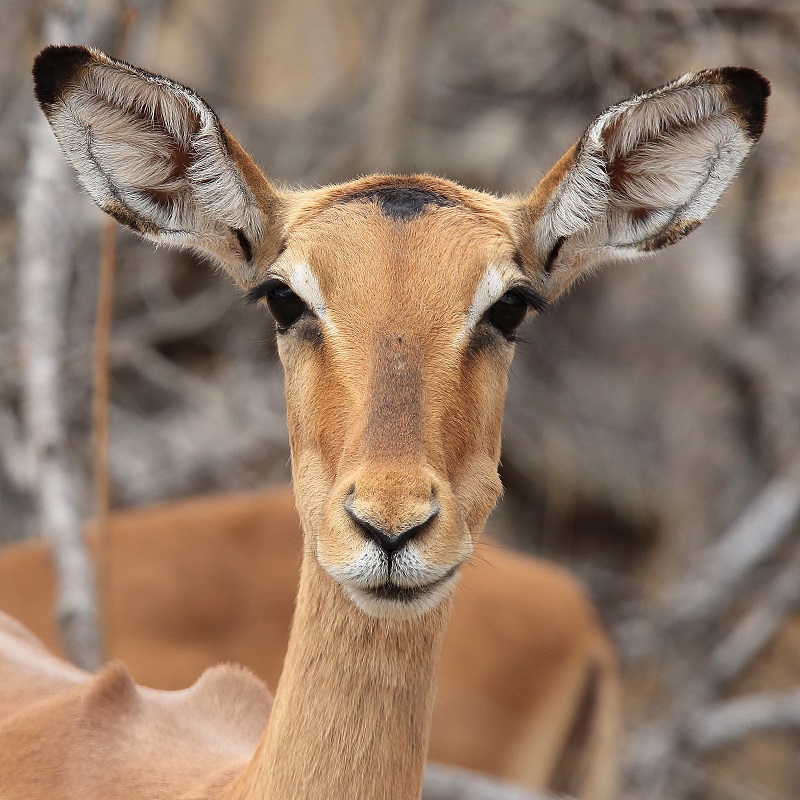 032 Impala.jpg