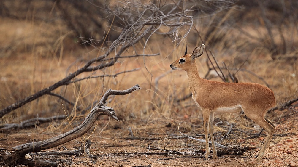034 Steenbok.jpg