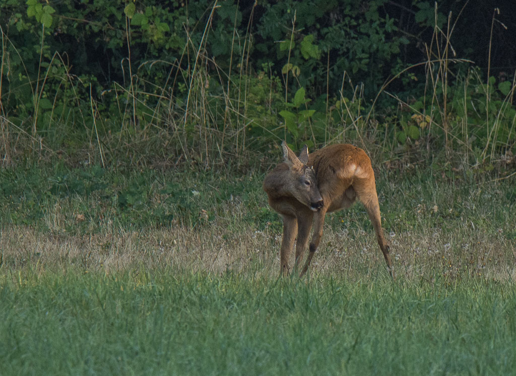 Chevreuil-6.jpg