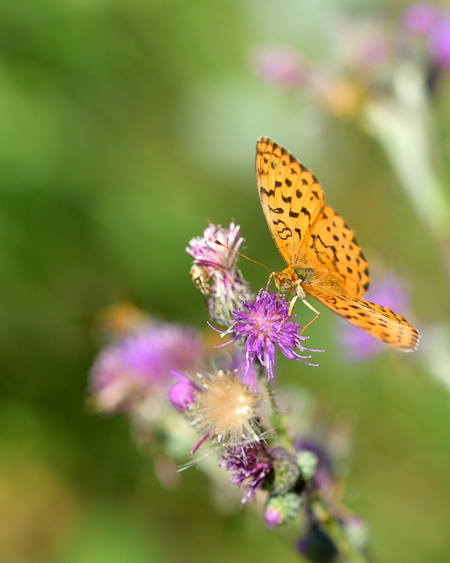 Cantal_326 moyen nacré.jpg