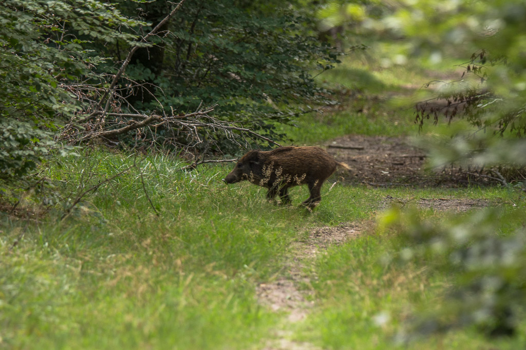 Sanglier-2.jpg