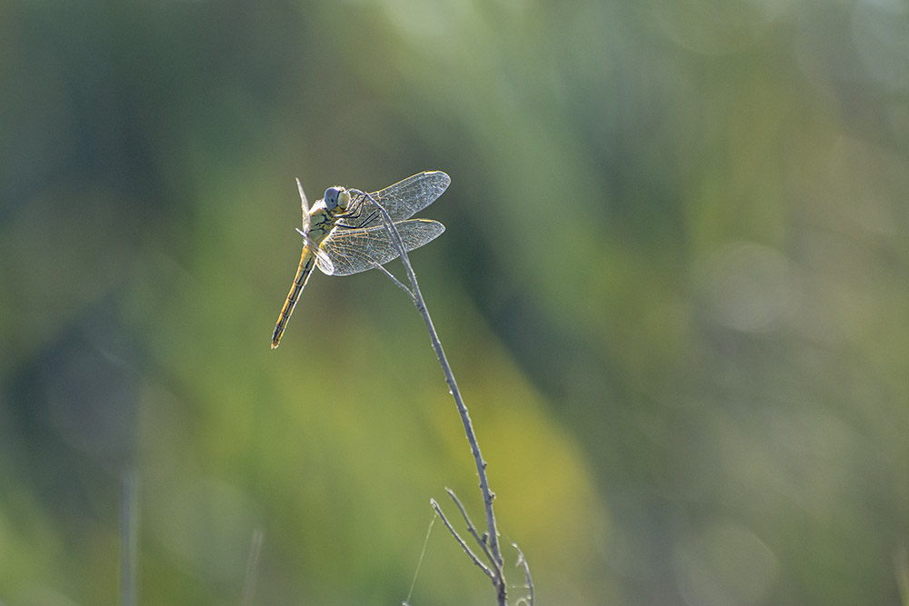 Saintes Maries_2019-08-23-182141.jpg