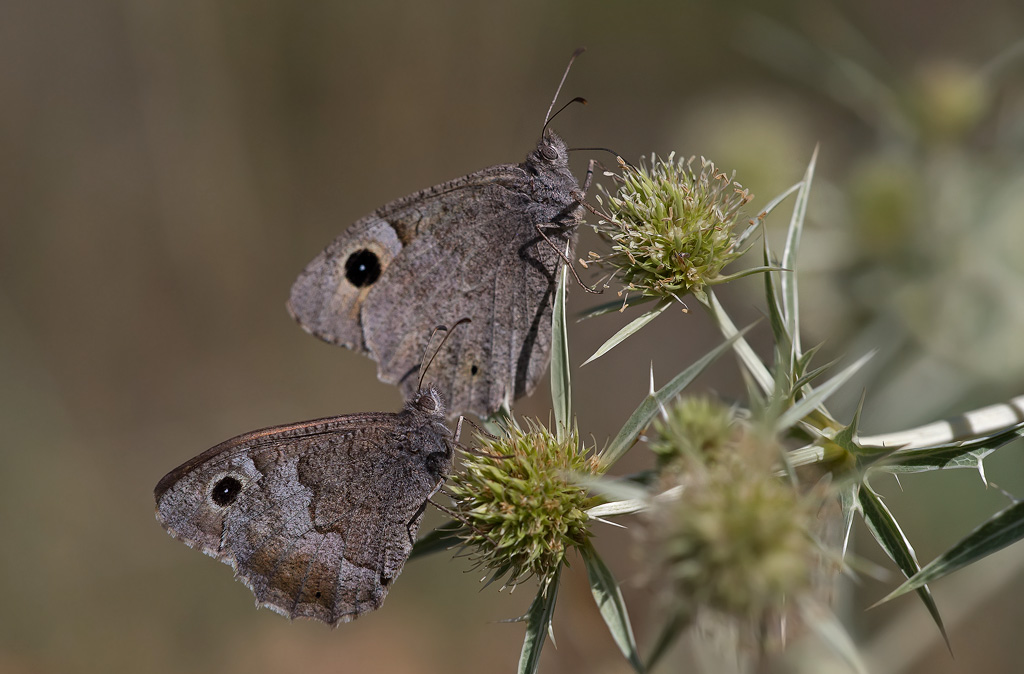 _MGL0075-faune.jpg