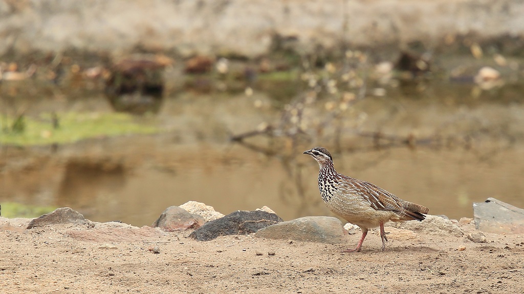 047 Francolin huppé.jpg