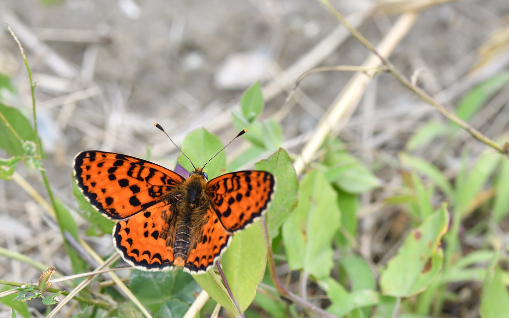 DS5_7960.jpg