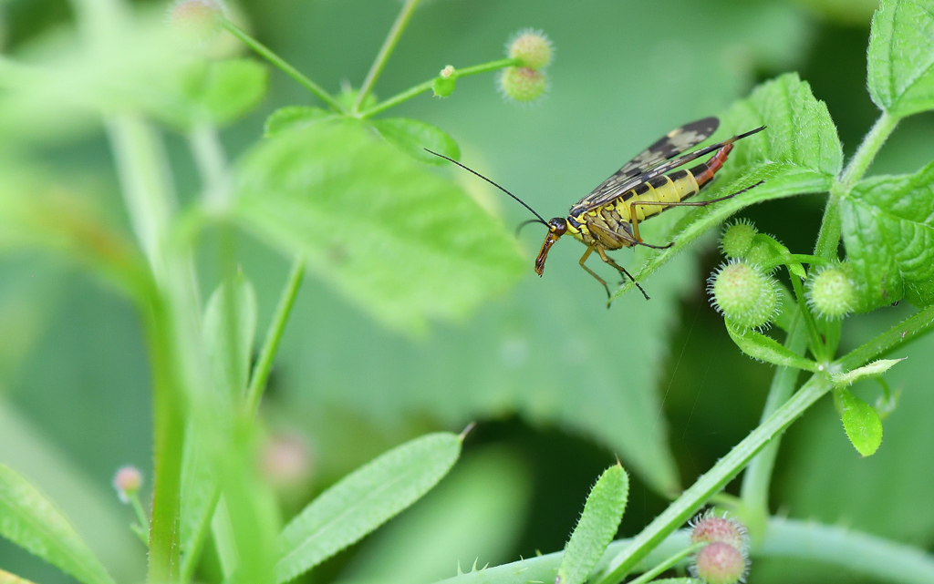 DS5_7974.jpg
