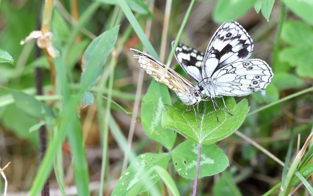 DS5_7987.jpg
