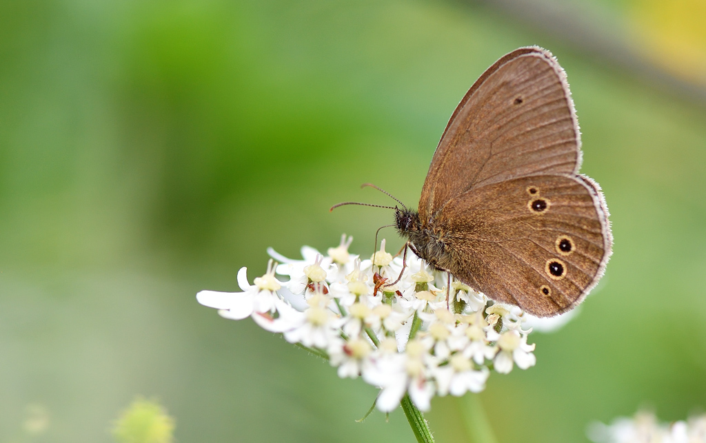 DS5_8047.jpg